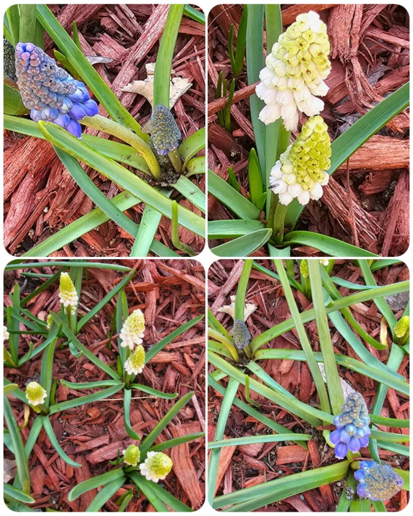 Great Bulbs for Fall Planting - The Renaissance Garden Guy