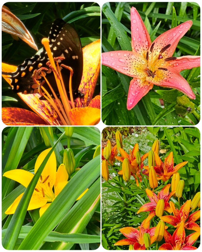 Great Bulbs for Fall Planting - The Renaissance Garden Guy