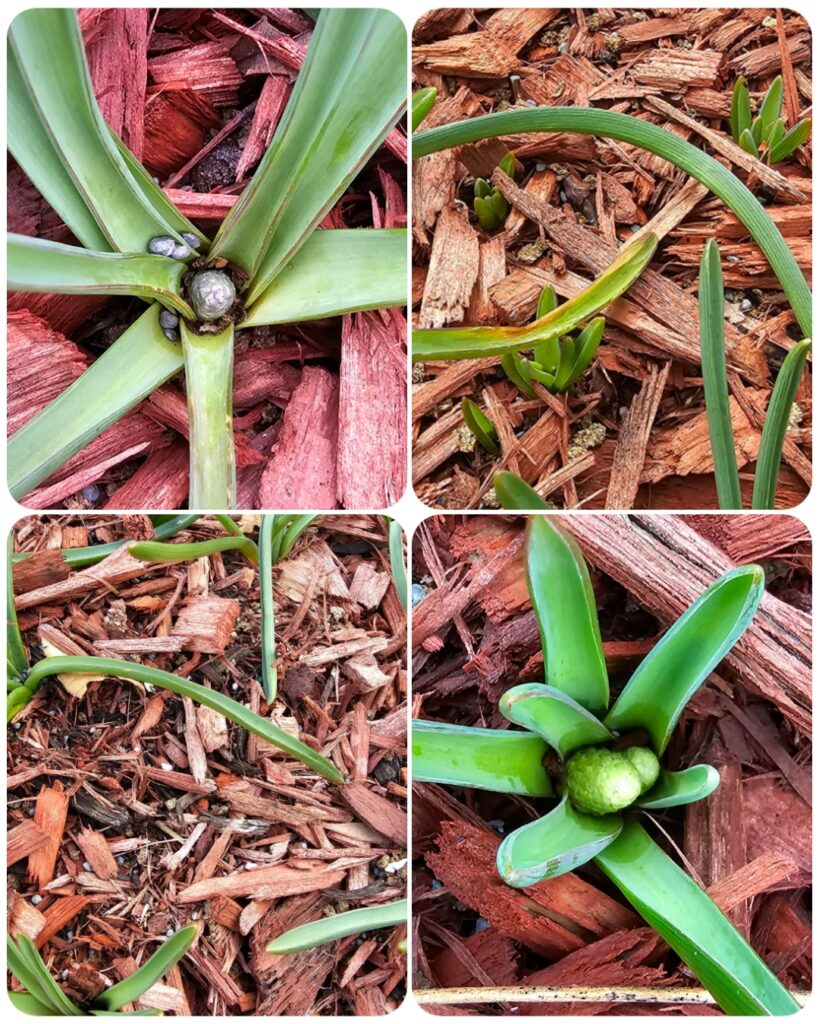 Great Bulbs for Fall Planting - The Renaissance Garden Guy