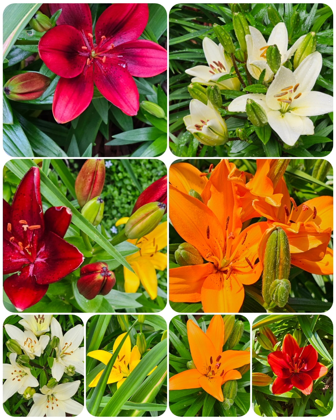 Great Bulbs for Fall Planting
