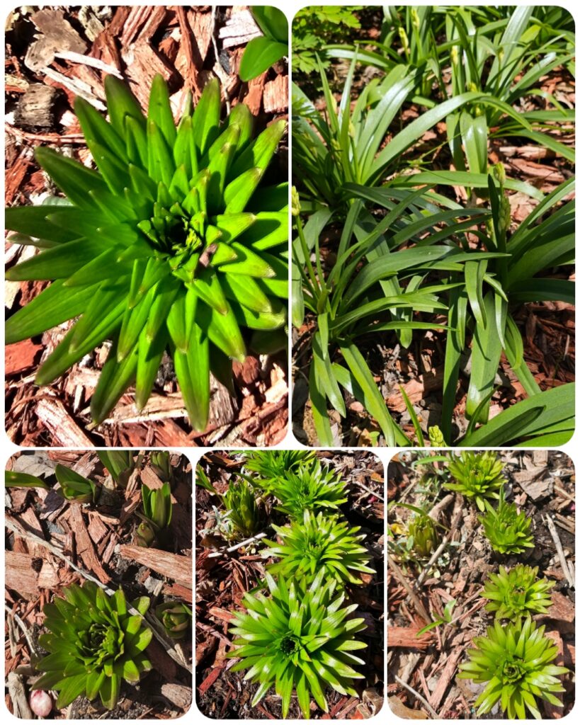 Great Bulbs for Fall Planting - The Renaissance Garden Guy