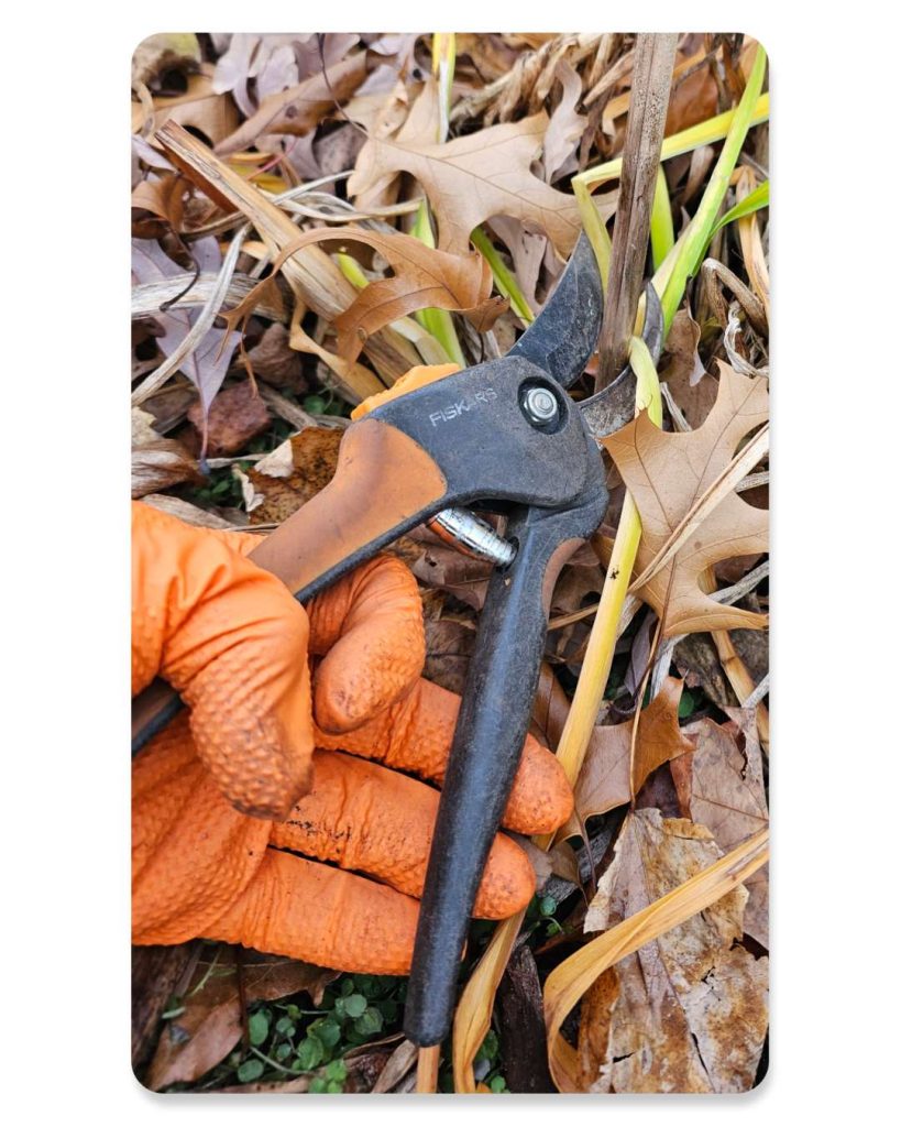 10 Great Perennials for Fall Planting - The Renaissance Garden Guy
