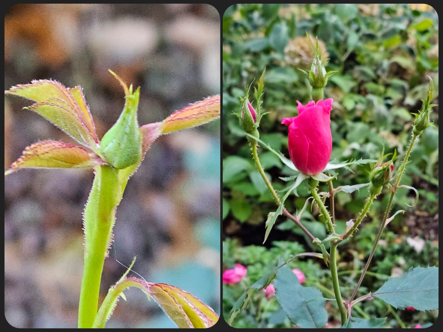 Roses - The Renaissance Garden Guy