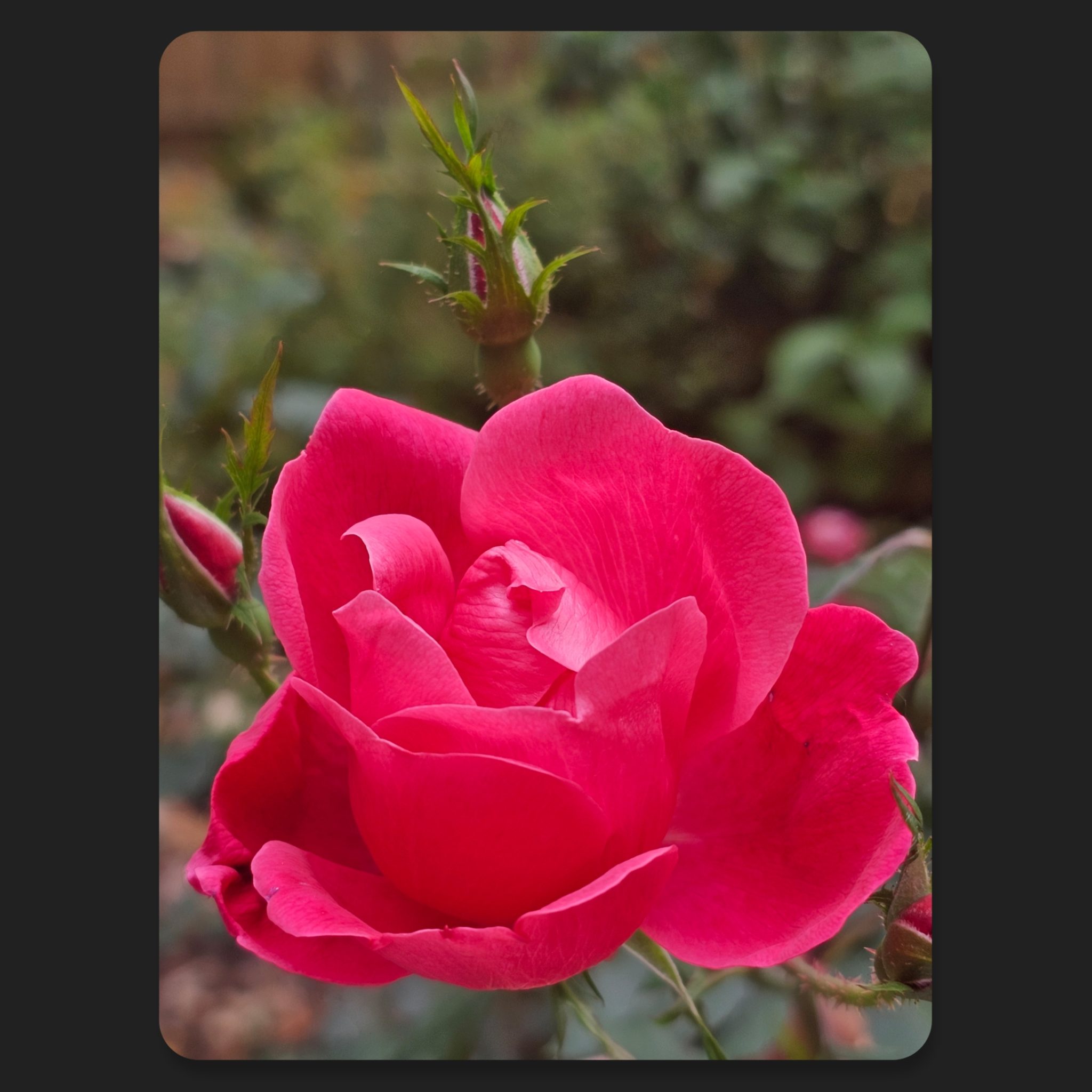 Roses - The Renaissance Garden Guy