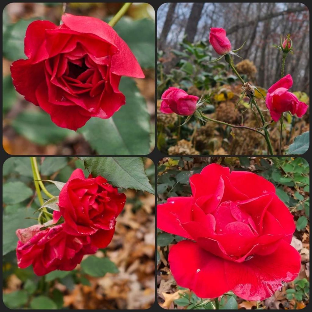 Roses - The Renaissance Garden Guy