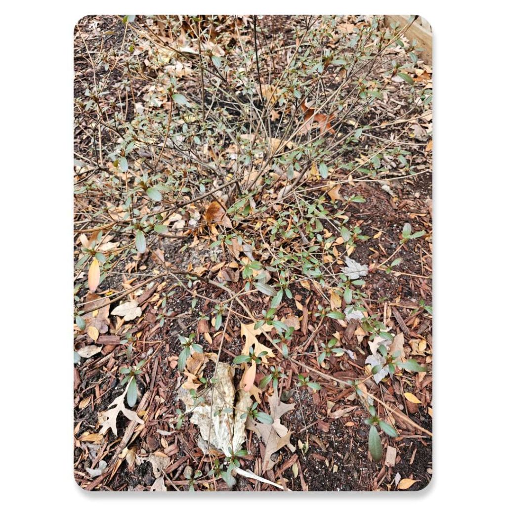Acidifying Soil in Winter in the Midwest