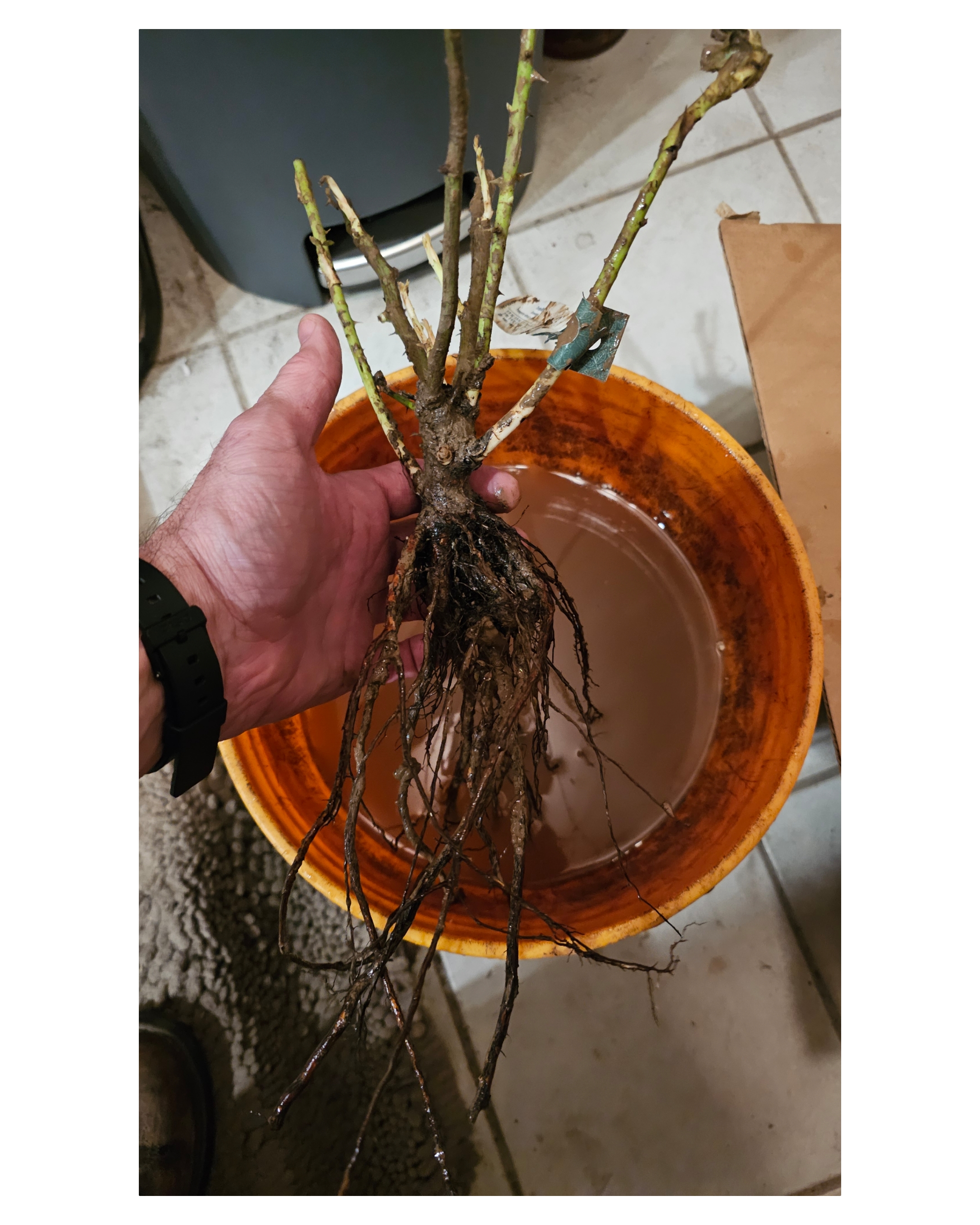 Planting Bare Root Roses