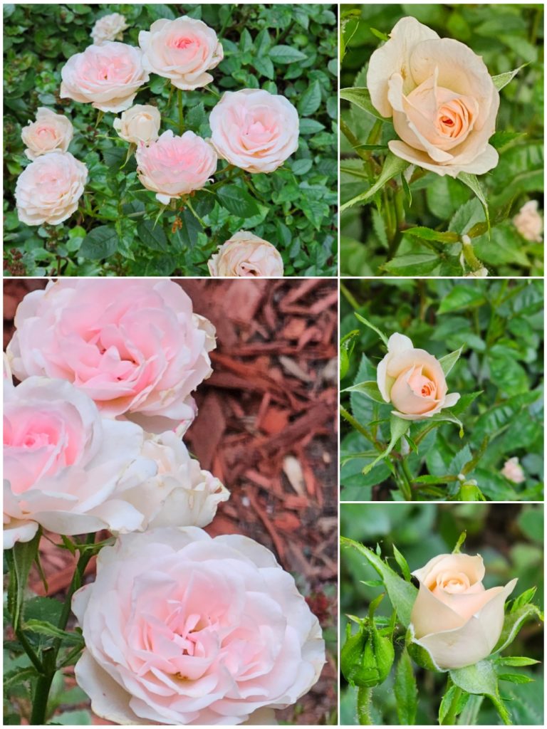 Planting Bare Root Roses