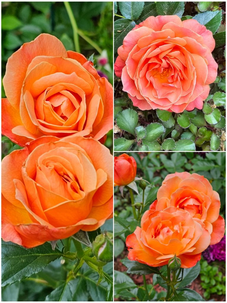 Planting Bare Root Roses