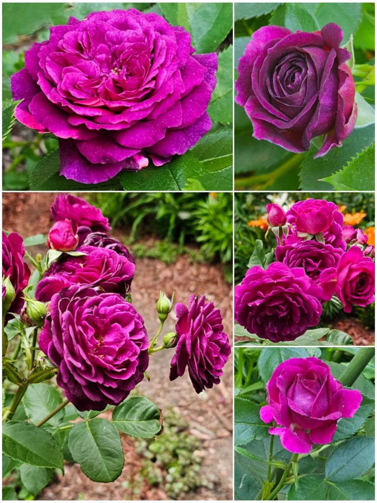Planting Bare Root Roses