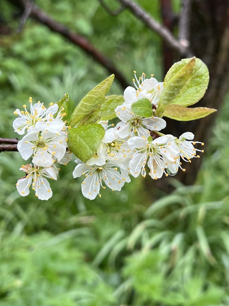 Sam Preston's Spring Garden Tour 2024