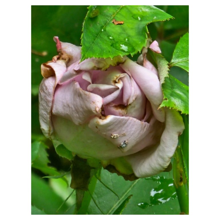 Brown Rose Buds and Flowers: The Cause and the Fix