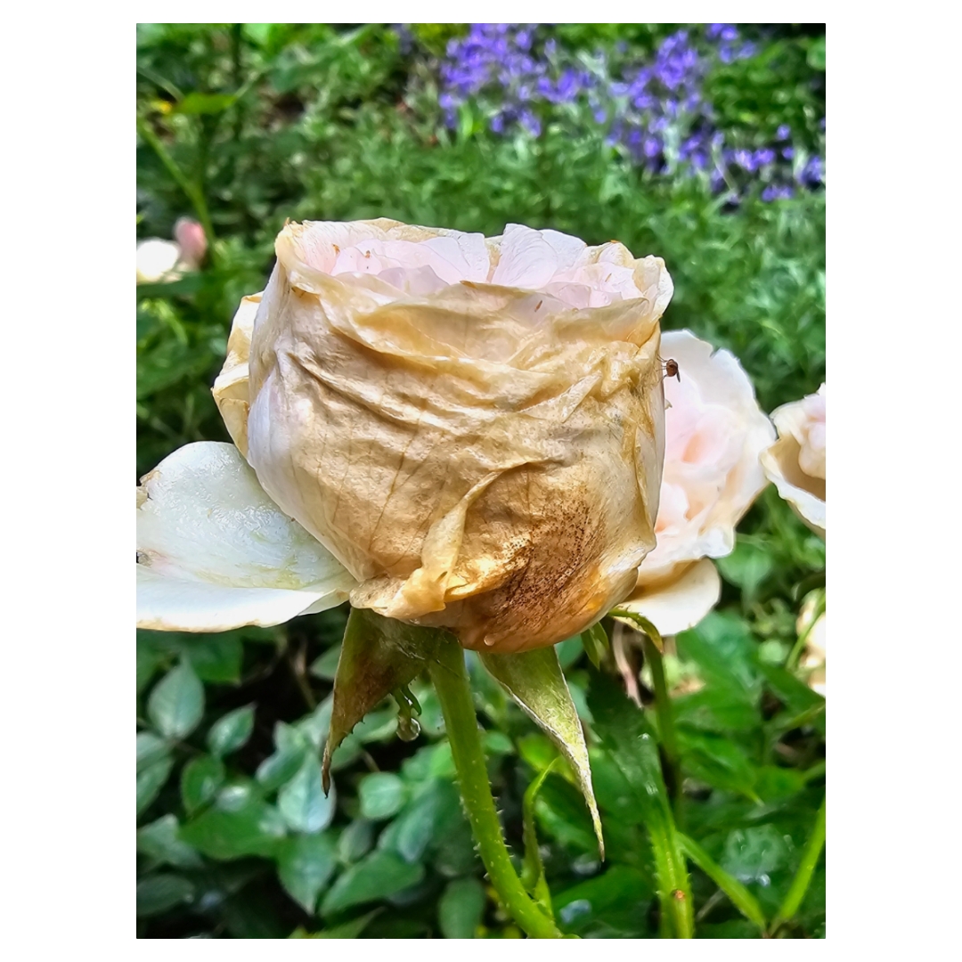 Brown Rose Buds and Flowers: The Cause and the Fix