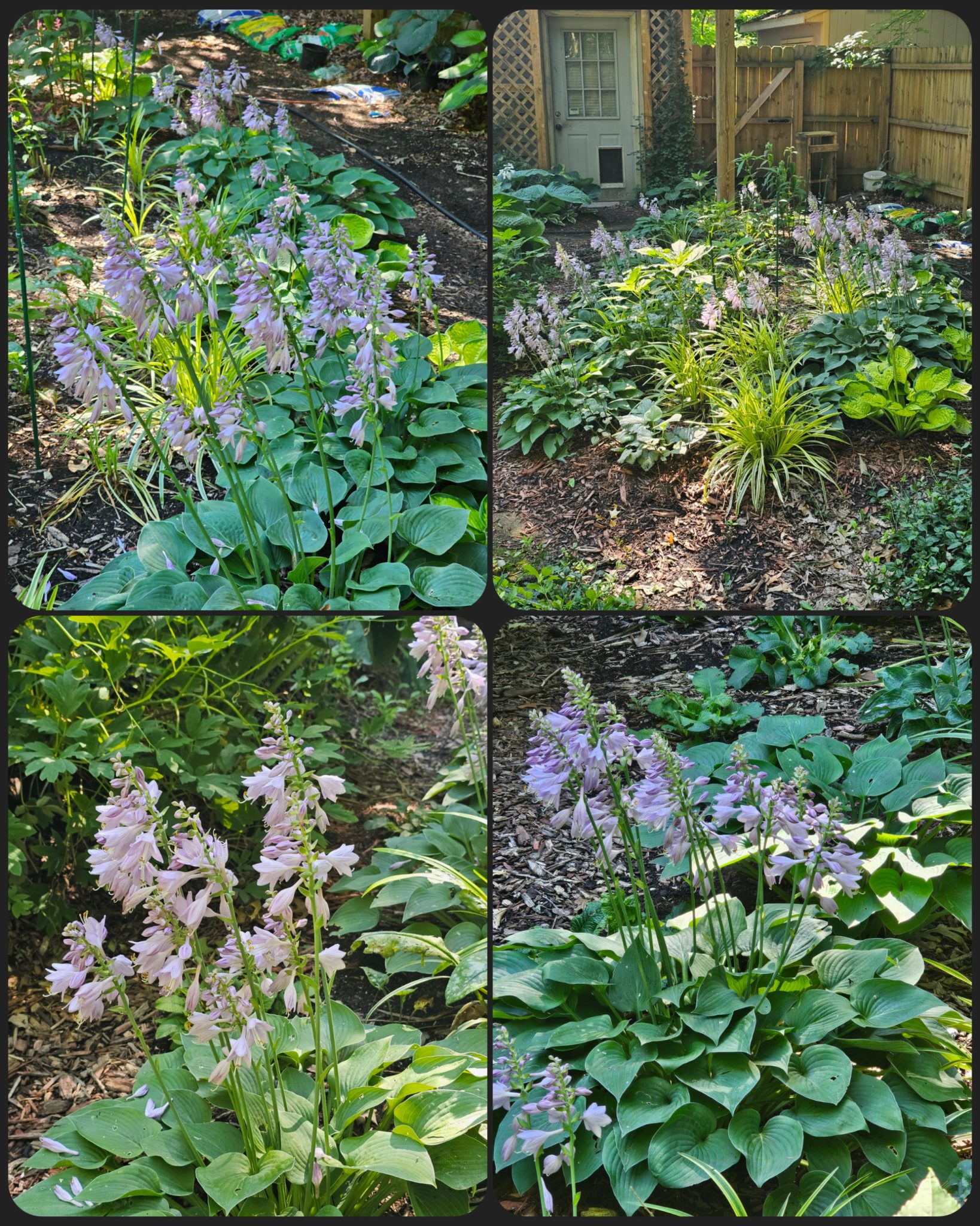 Hostas Shade-lovers and Groundcovers - The Renaissance Garden Guy