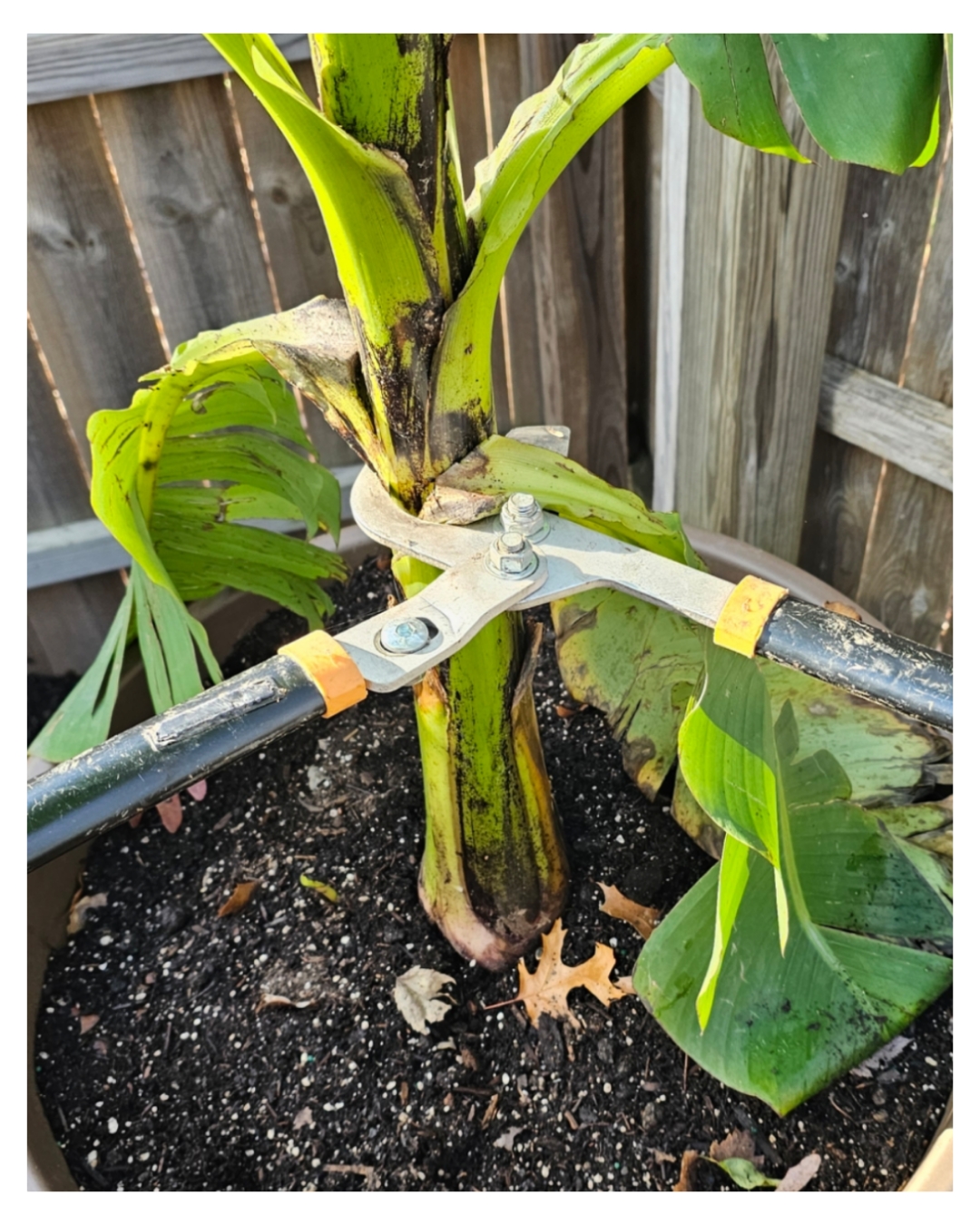 Winterizing Exposed Potted Perennials
