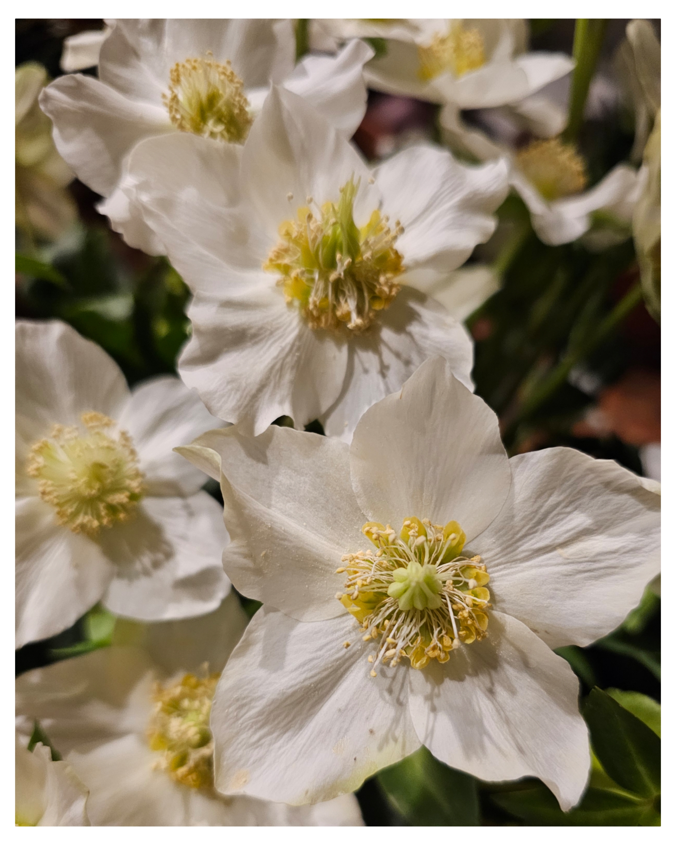 Christmas Rose, Helleborus Niger: Know It and Love It