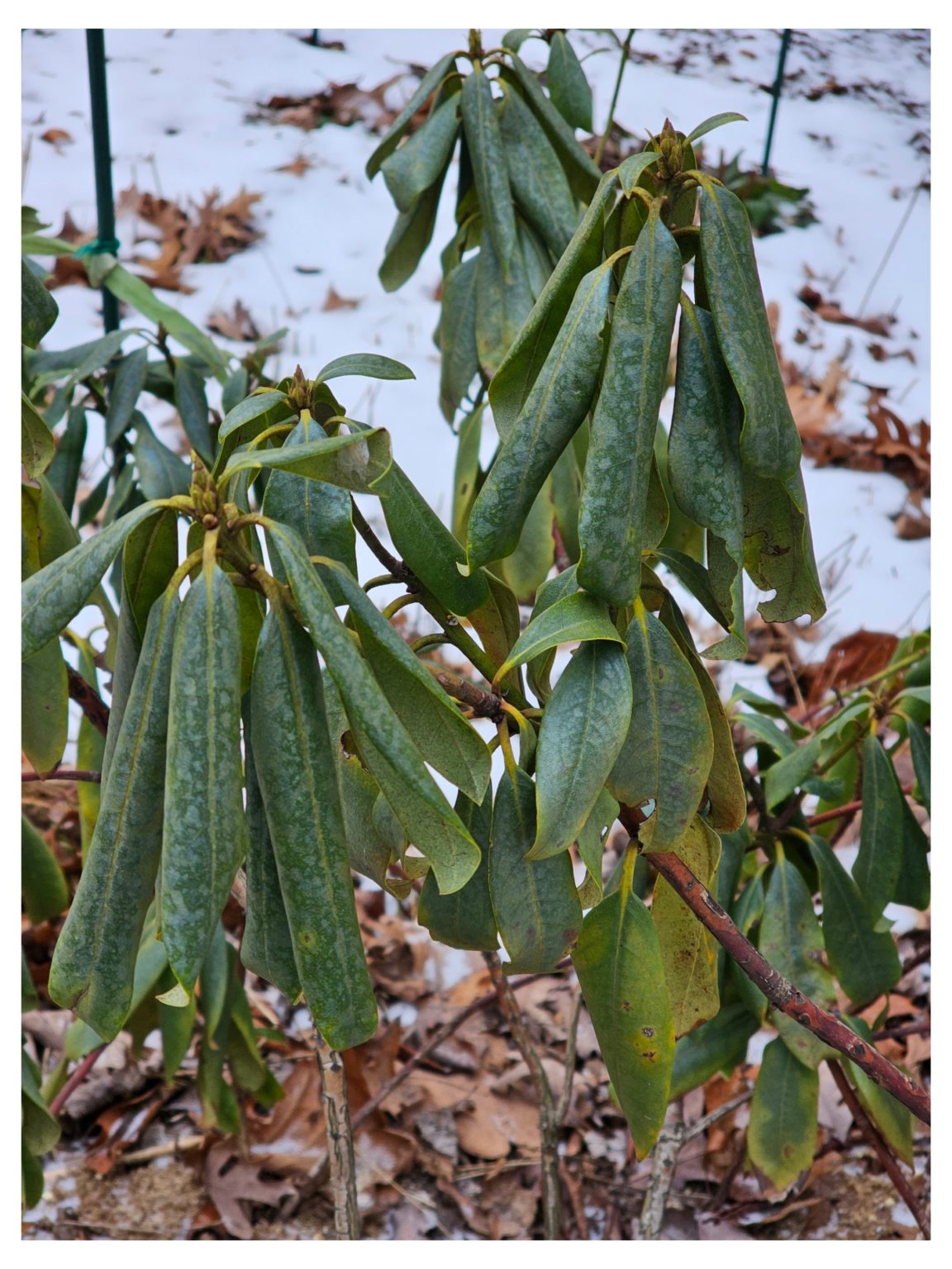 Thread Lead Rhododendron Rhododendron Leaves in Winter