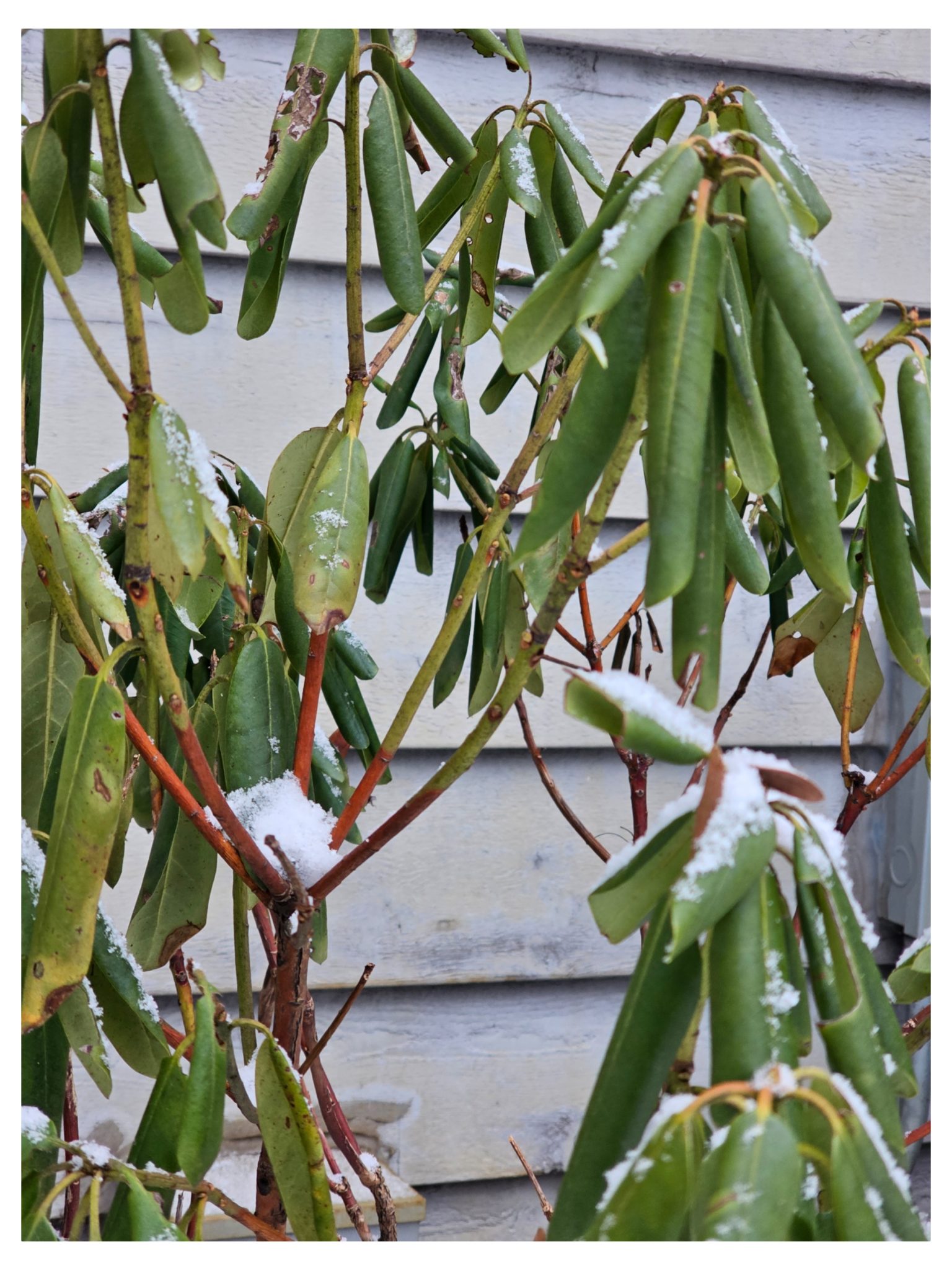 Thermonasty Example Rhododendron Leaves in Winter