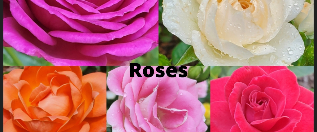 Roses - The Renaissance Garden Guy