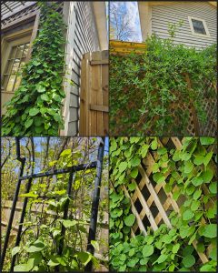A May 2025 RGG Garden Tour