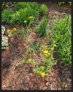 A May 2025 RGG Garden Tour