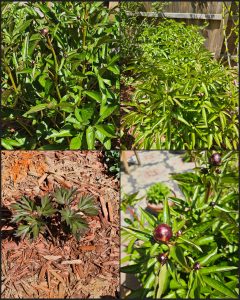 A May 2025 RGG Garden Tour
