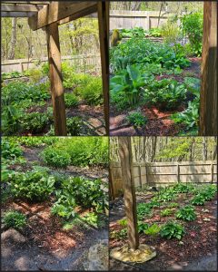 A May 2025 RGG Garden Tour