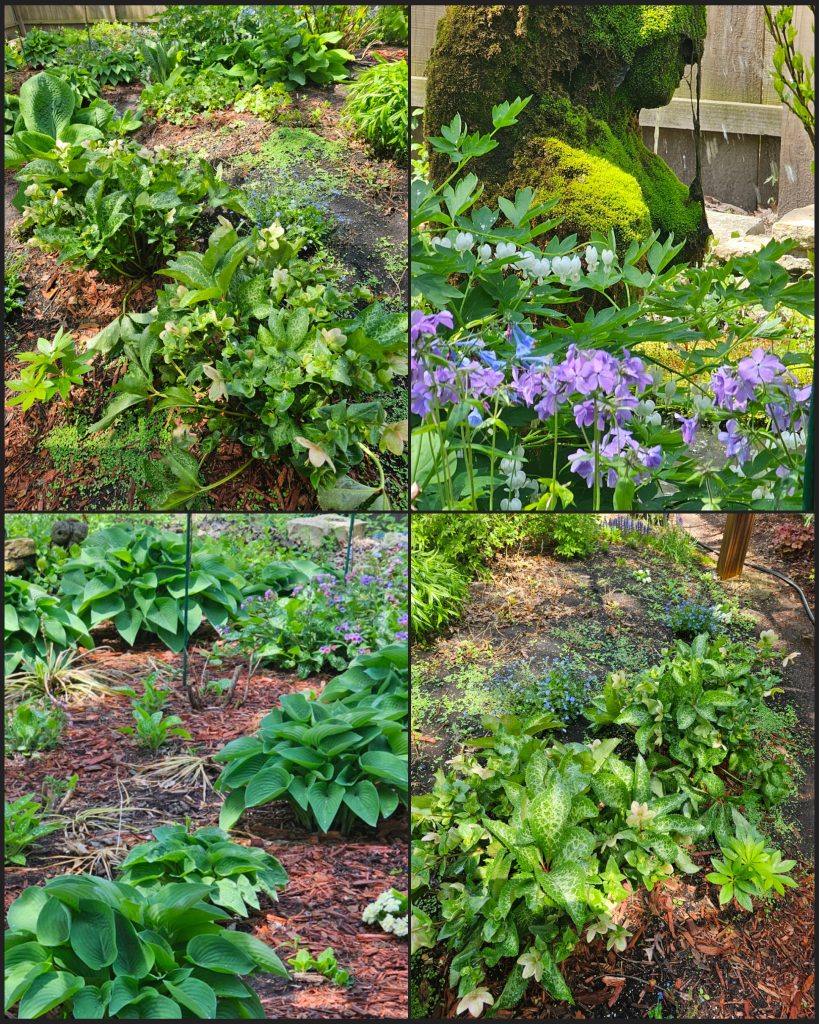A May 2025 RGG Garden Tour