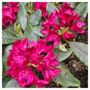 Does Well Water Stain Foliage?