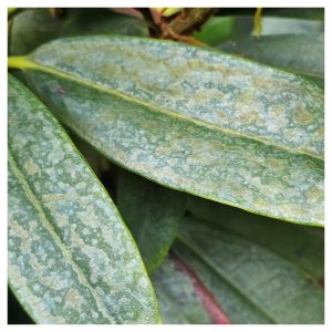 Does Well Water Stain Foliage?