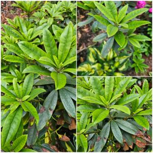 Does Well Water Stain Foliage?