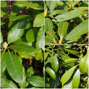 Does Well Water Stain Foliage?