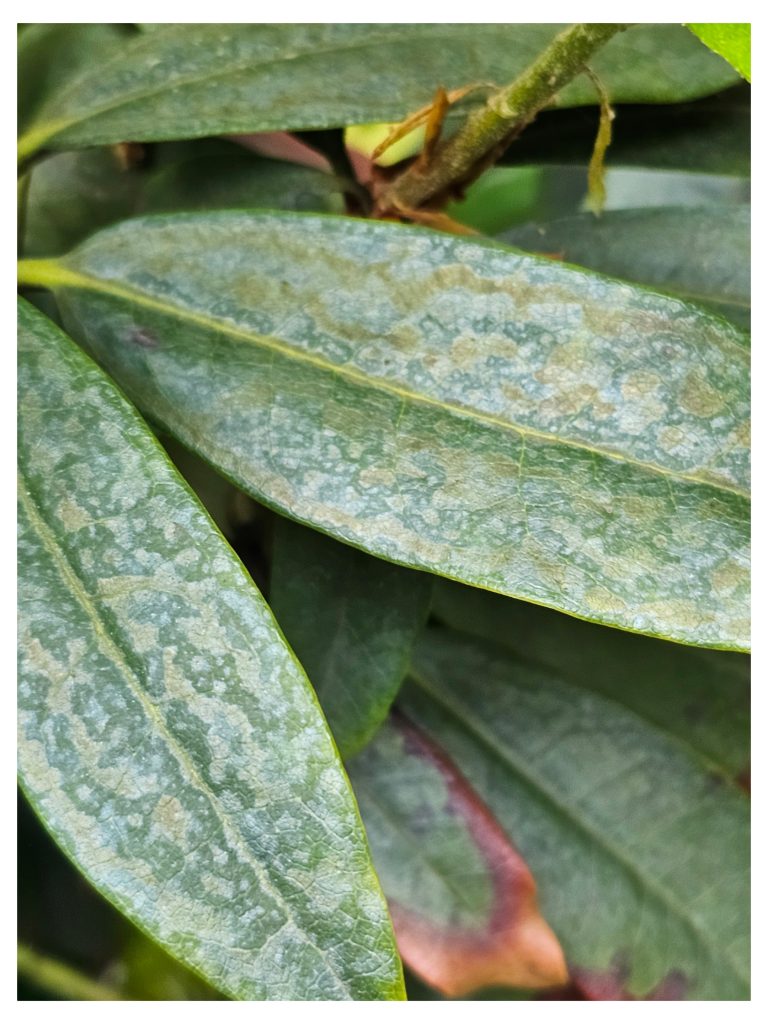 Does Well Water Stain Foliage?