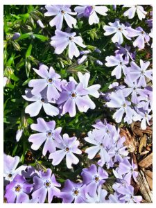 Growing Phlox