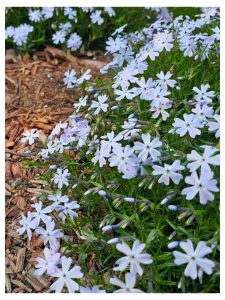 Growing Phlox