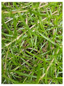 Growing Phlox