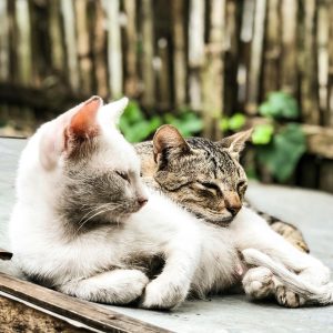 Social Lives of Cats