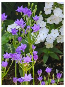 Growing Phlox