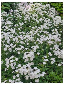 Growing Phlox