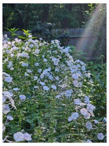 Growing Phlox