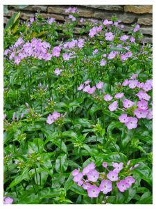 Growing Phlox