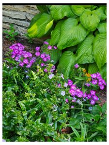 Growing Phlox
