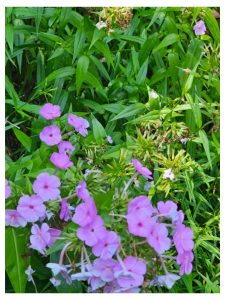 Growing Phlox