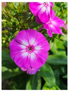 Growing Phlox