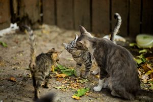 Social Lives of Cats