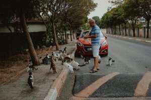 Social Lives of Cats