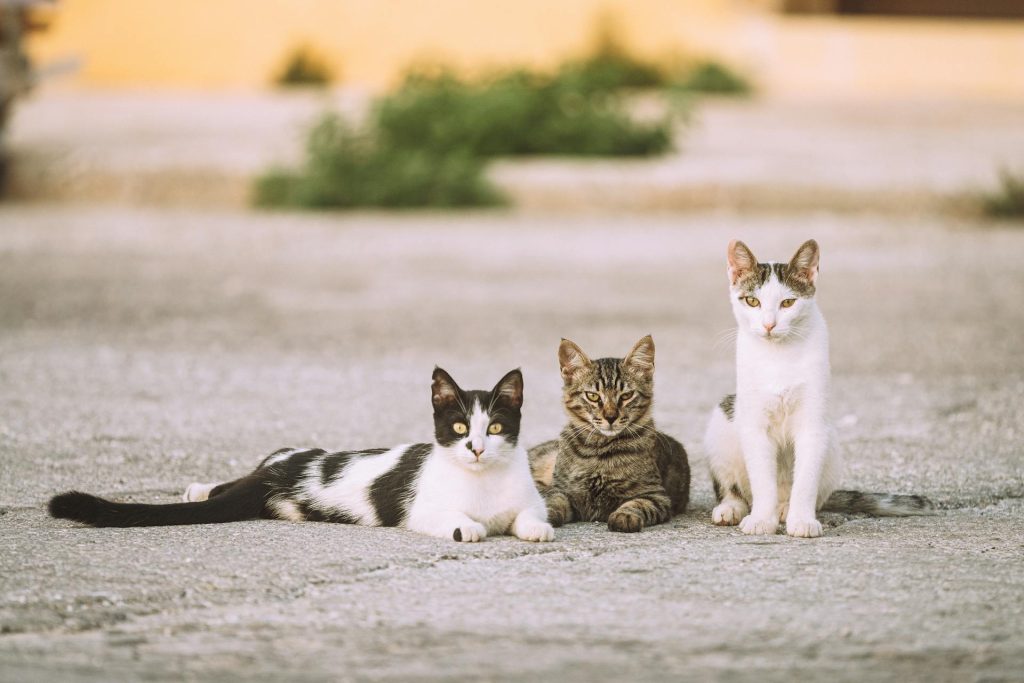Social Lives of Cats