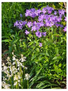 Growing Phlox