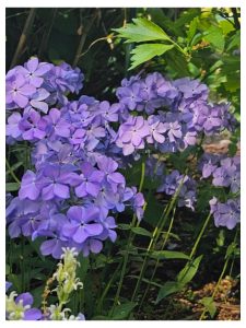 Growing Phlox