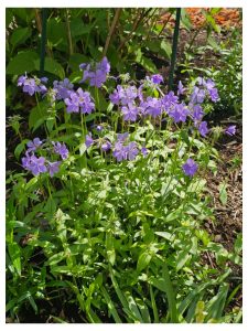 Growing Phlox